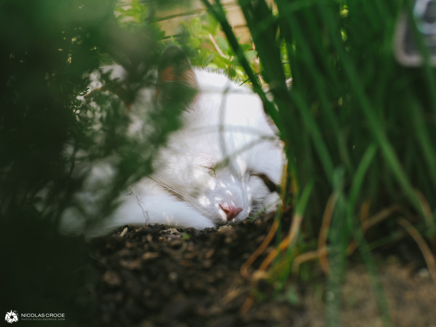 (ISO 100 - 25mm - f/4.0 - 1/80s)