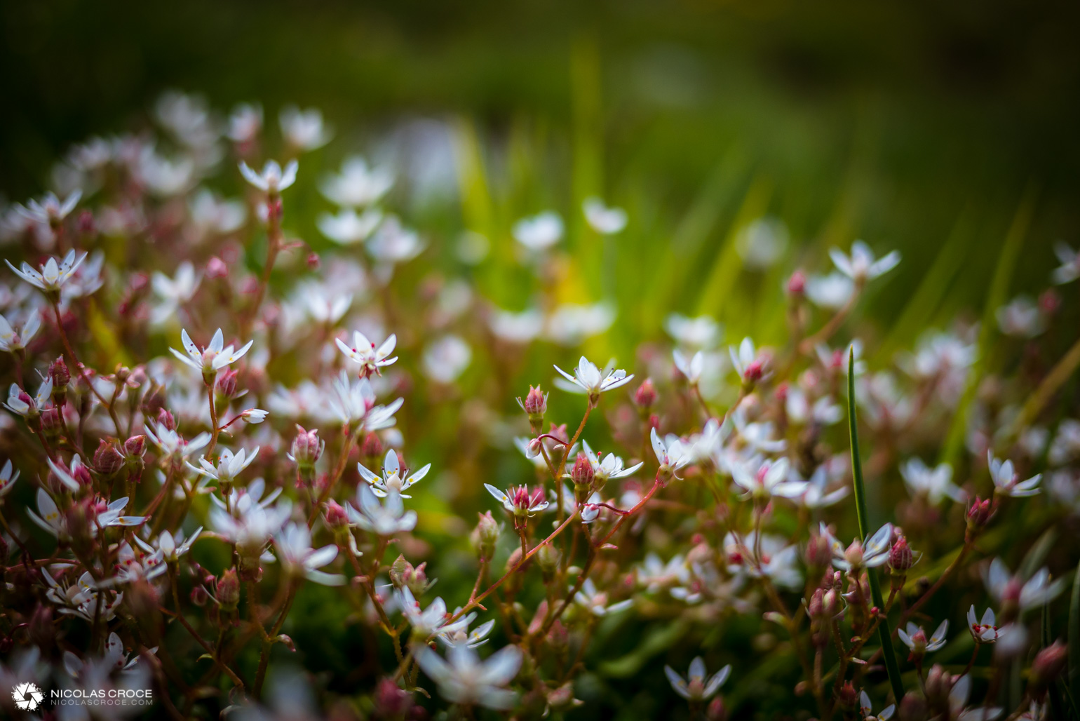 _1010958-portfolio@2x