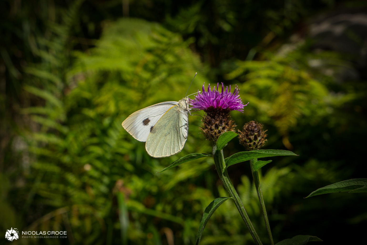 _1020726-portfolio@2x