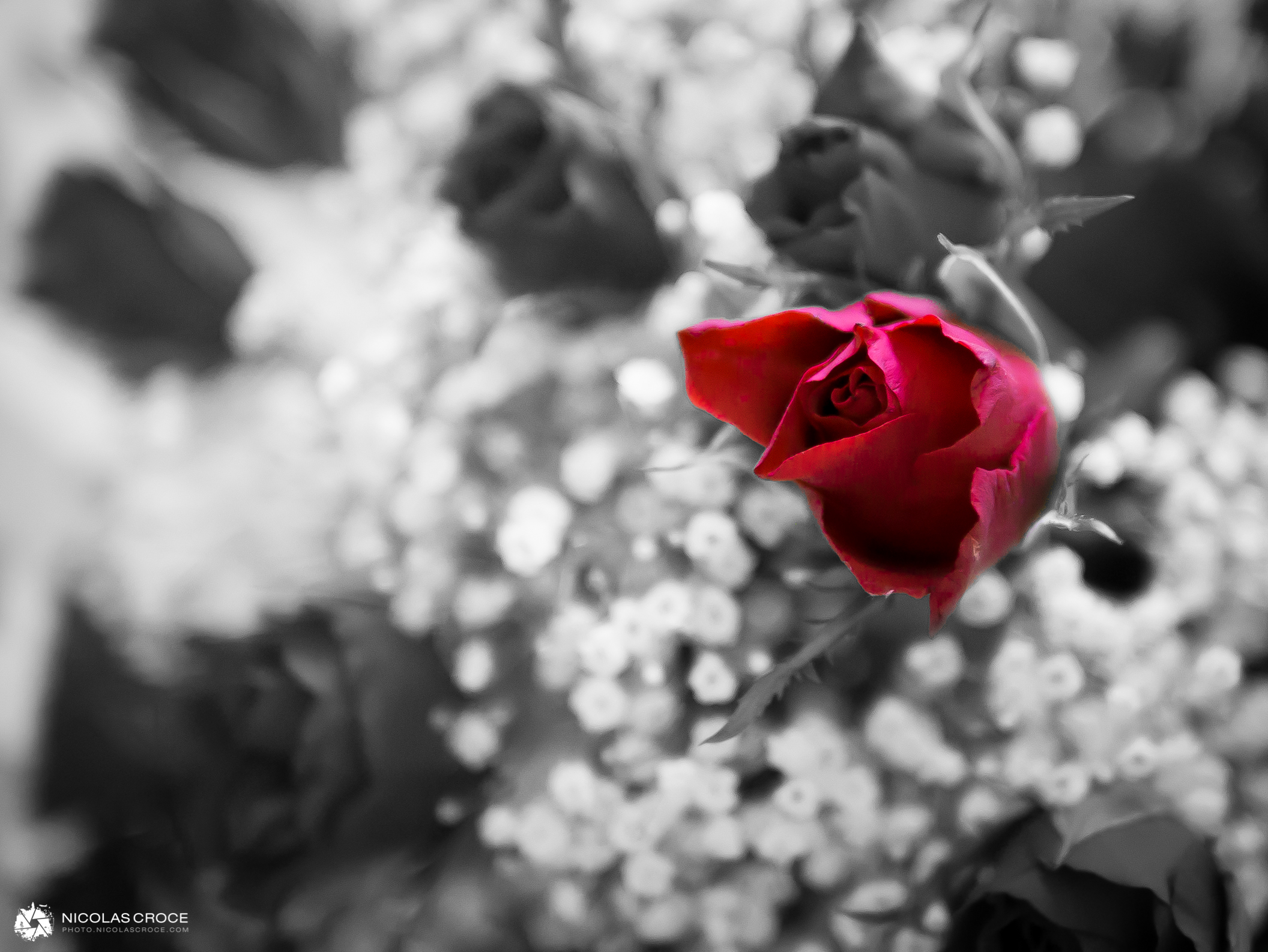 Joyeuse Saint-Valentin