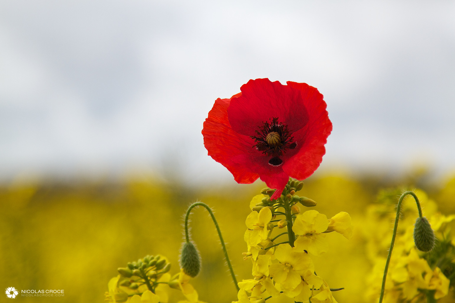Coquelicot