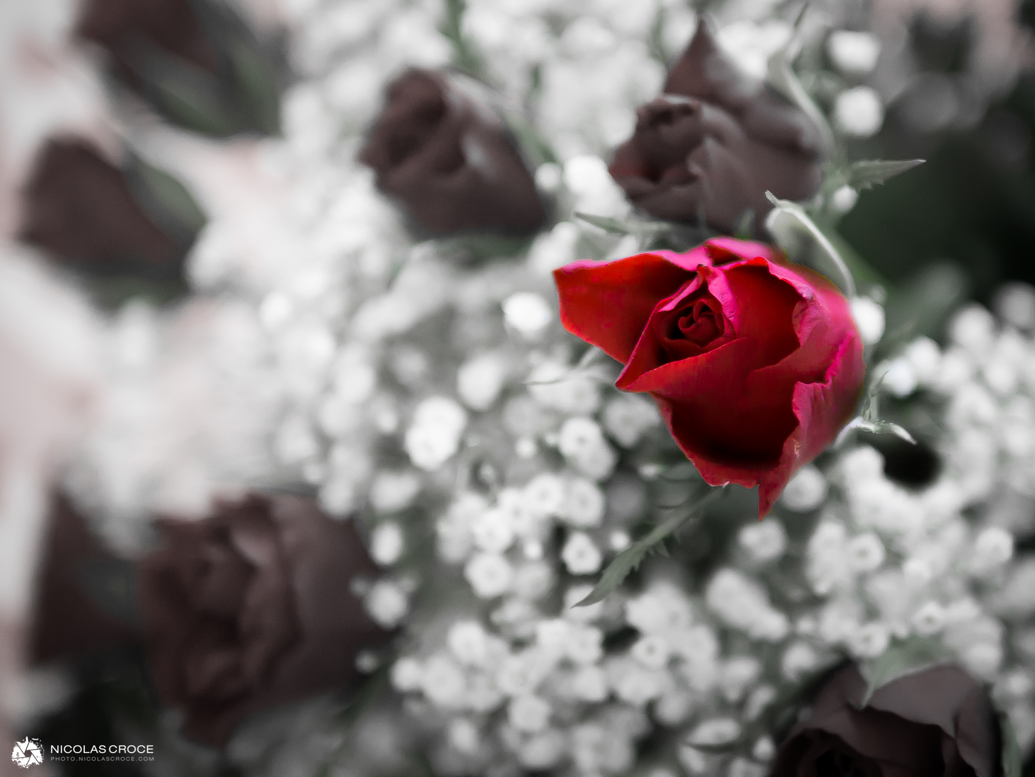 Joyeuse Saint-Valentin