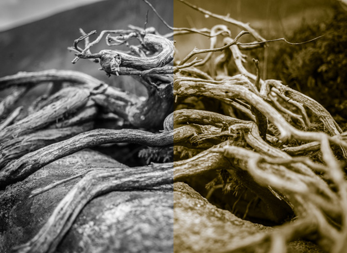 virage-partiel-lightroom-effet-sepia-avant-apres